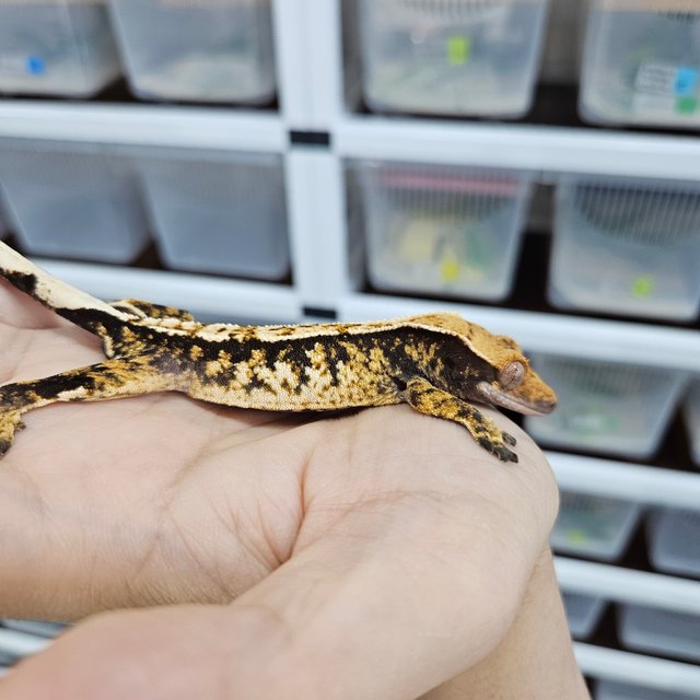 White Crown Tri Extreme Harlequin