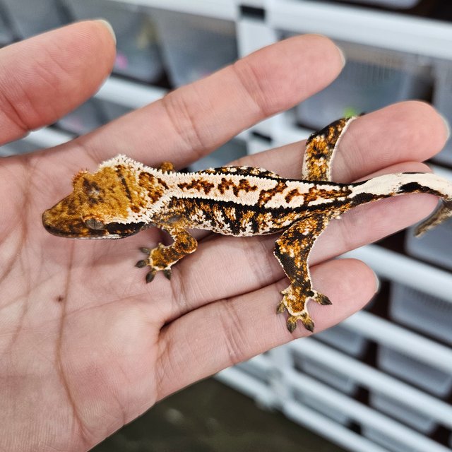 텐저린 화이트크라운 트라이 익스트림할리퀸