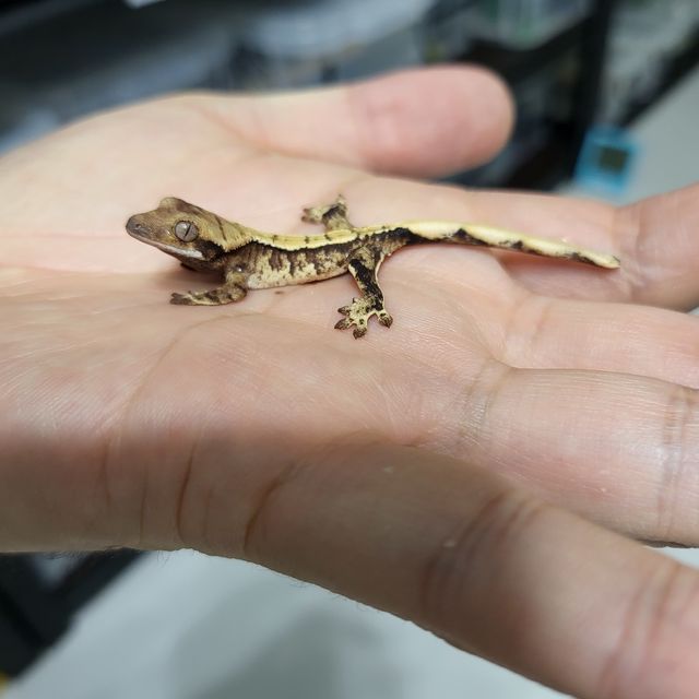 트라이 익스트림할리퀸