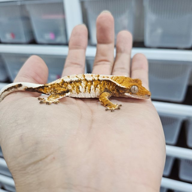 White Pin Tri Extreme Harlequin