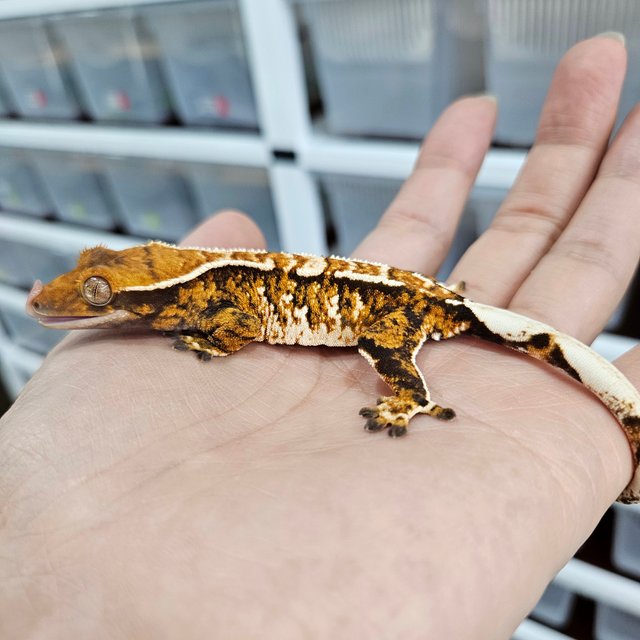 화이트핀 트라이 익스트림할리퀸 텐저린