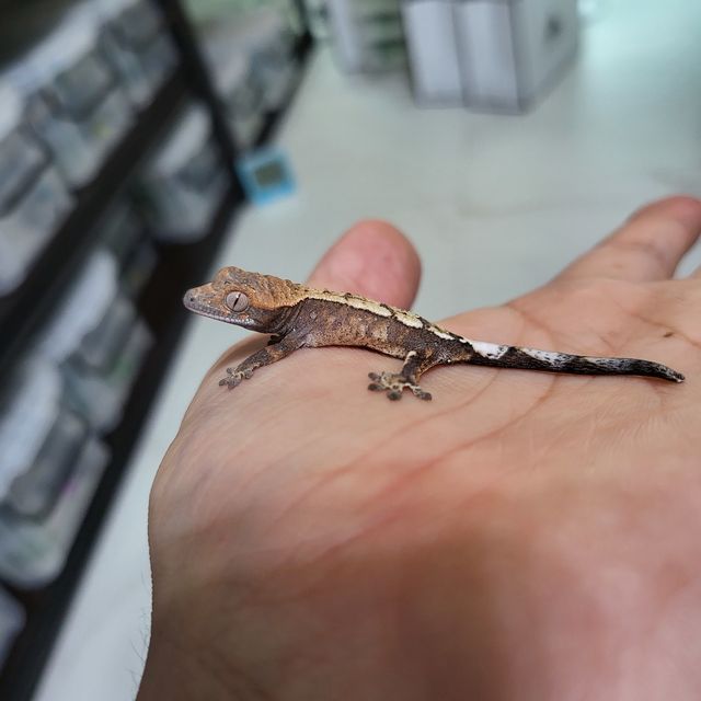 세이블