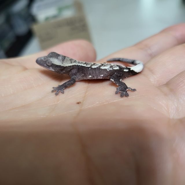 아잔틱