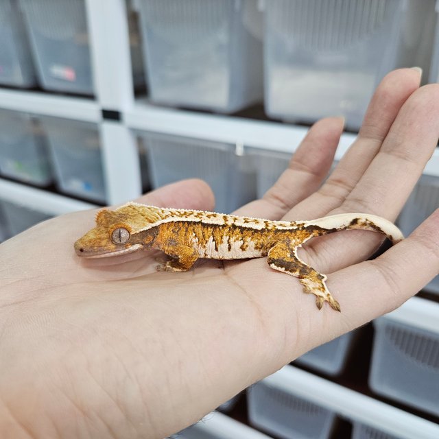 바브 화이트핀 트라이 익스트림할리퀸