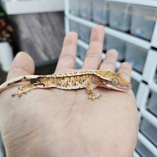 Tri Extreme Harlequin