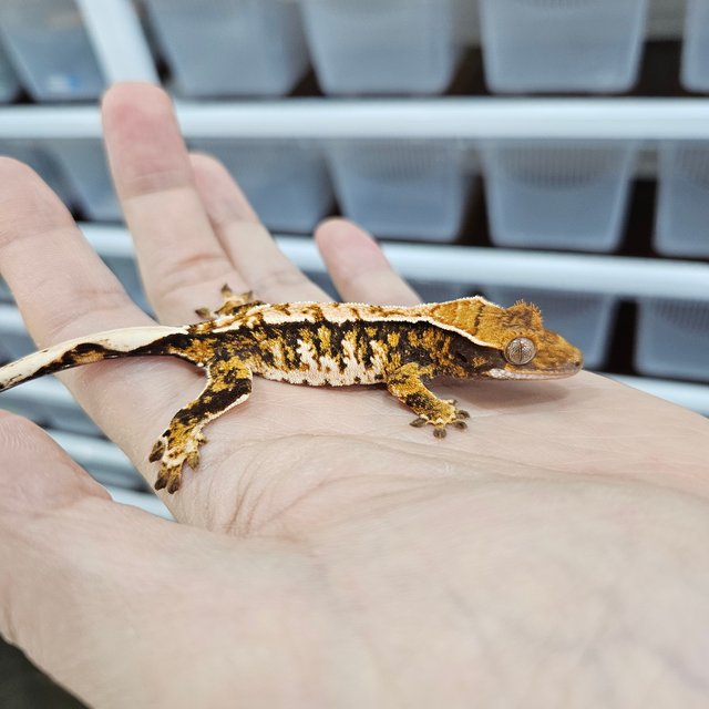 화이트핀 텐저린 트라이 익스트림할리퀸