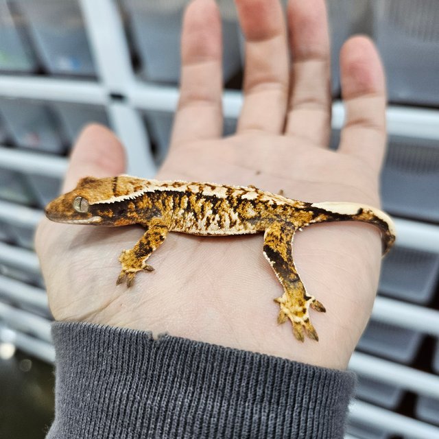 화이트핀 트라이 익스트림할리퀸