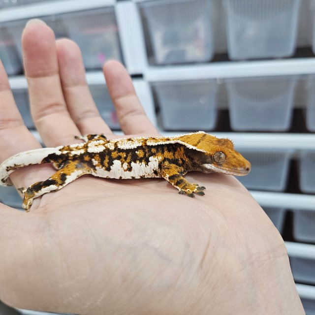 Tangerine Tri Extreme Harlequin