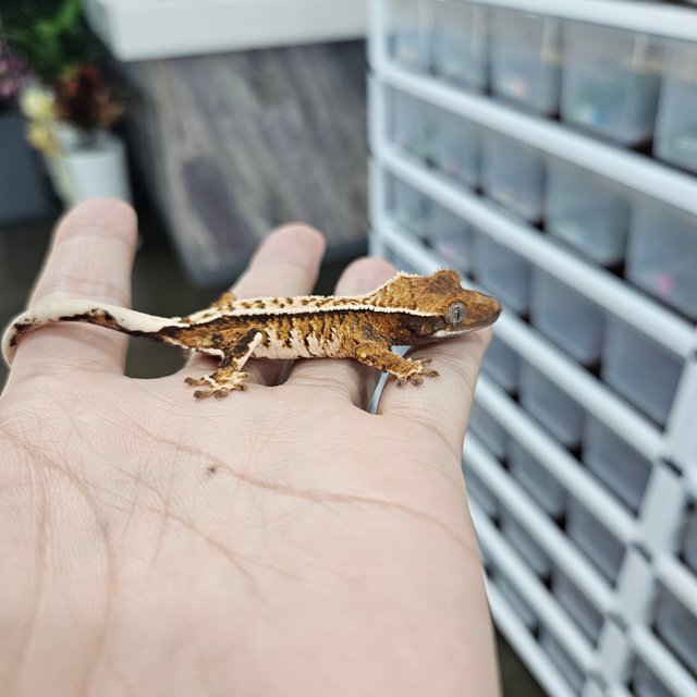 바브 화이트핀 트라이 익스트림할리퀸