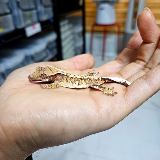 바브 트라이 익스트림할리퀸