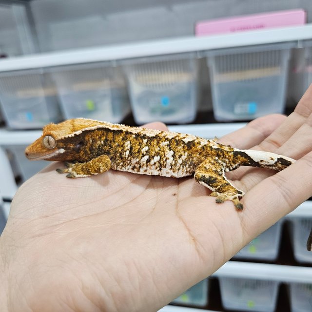Tangerine White Crown Extreme Harlequin White Spot