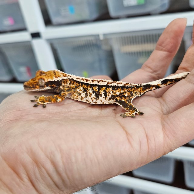 텐저린 화이트크라운 트라이 익스트림할리퀸