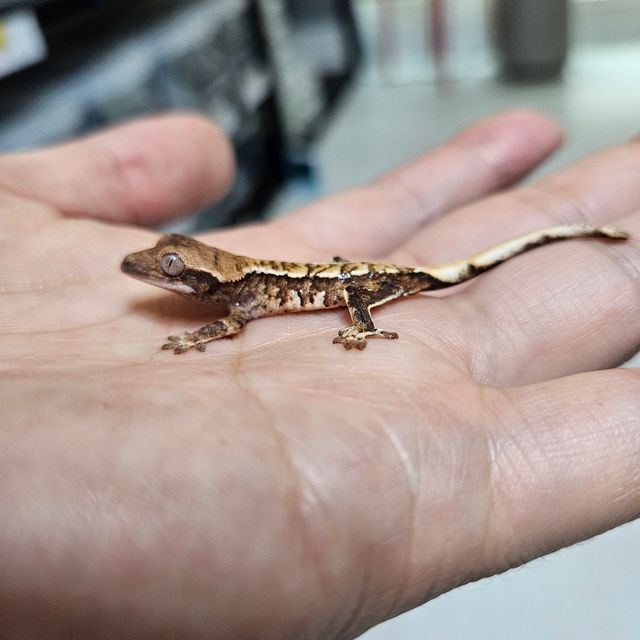 트라이 핀스트라이프