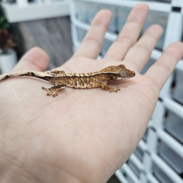 화이트핀 트라이 익스트림할리퀸