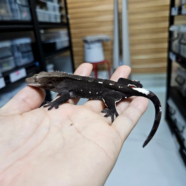 Axanthic