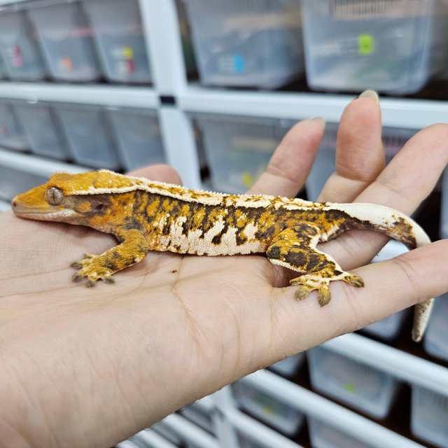 White Crown Tri Extreme Harlequin