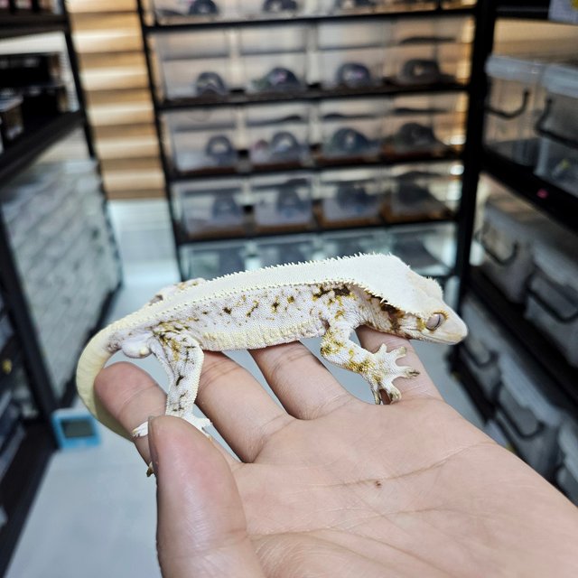 솔리드백 릴리100%헷아잔틱