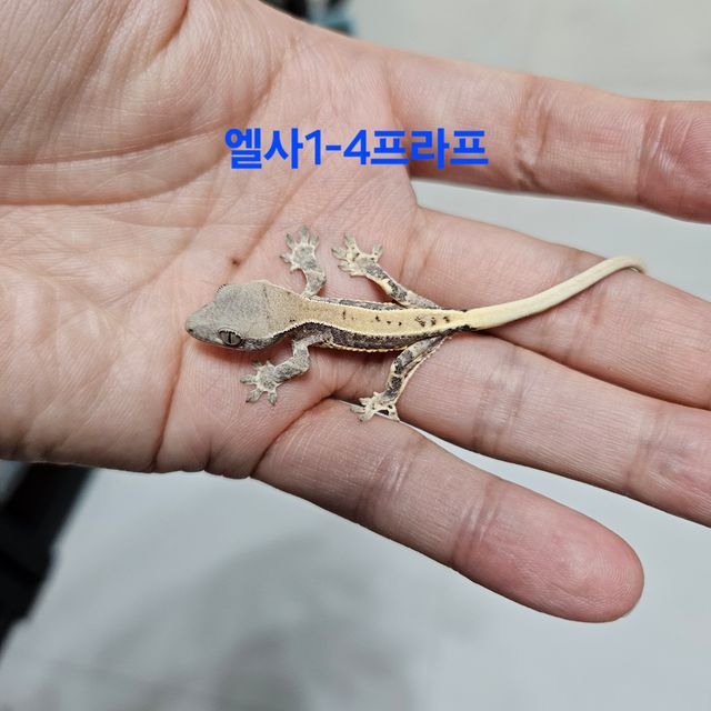 프라푸치노 100%헷아잔틱