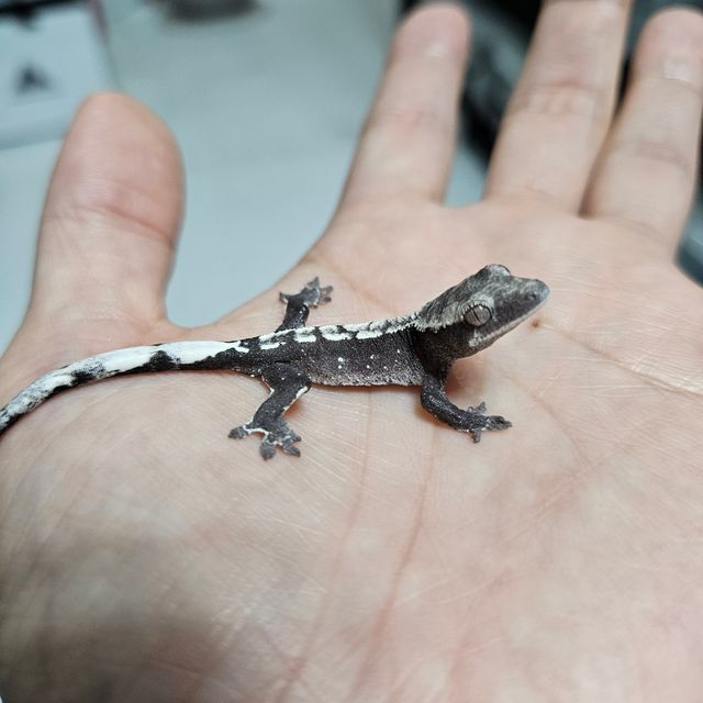 아잔틱