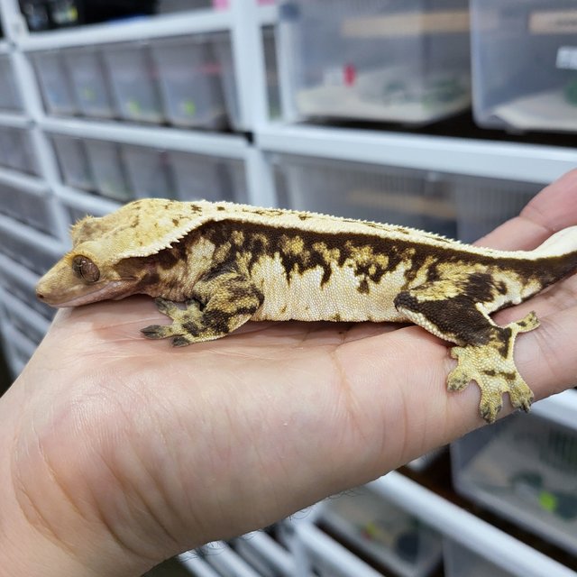 Full Pinstripe Tri Extreme Harlequin