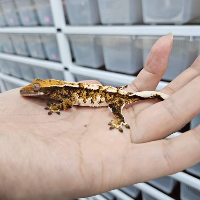 텐저린 트라이 익스트림할리퀸