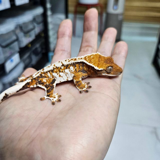 바브 트라이 익스트림할리퀸