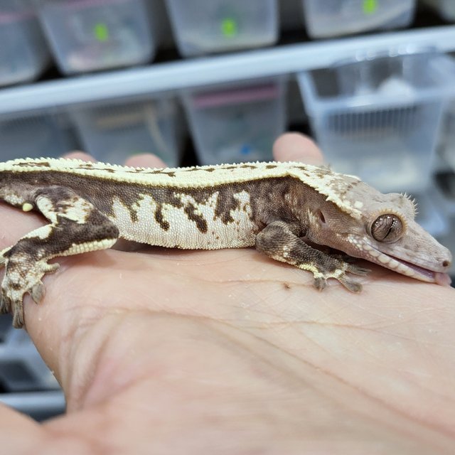 Sable Full Pinstripe Tri Extreme Harlequin