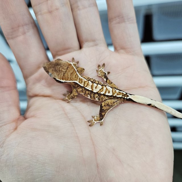 화이트핀 트라이 익스트림할리퀸