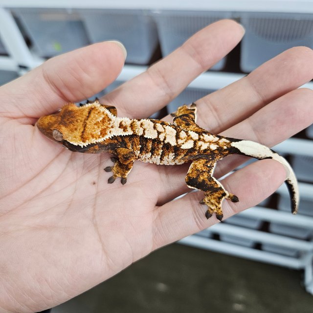 Extreme Harlequin White Pin Tangerine Tri