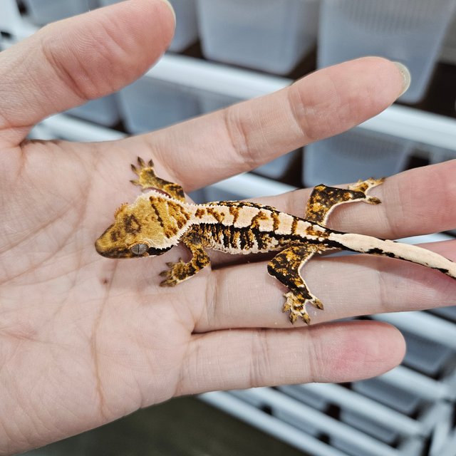 White Pin Tangerine Tri Extreme Harlequin