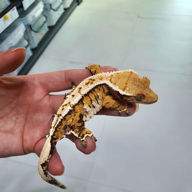 바브 트라이 익스트림할리퀸