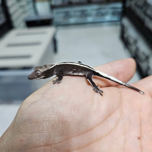 풀핀 트라이 아잔틱