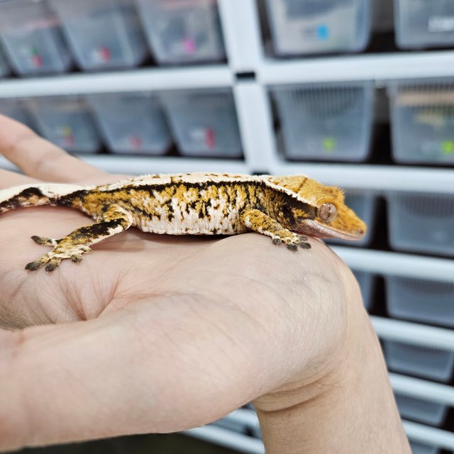 White Pin Extreme Harlequin Tri