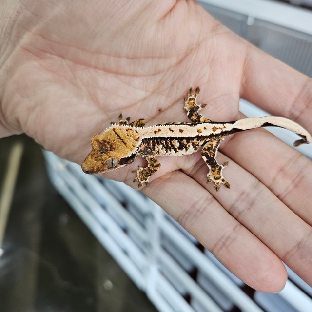 텐저린 트라이 익스트림할리퀸 화이트핀