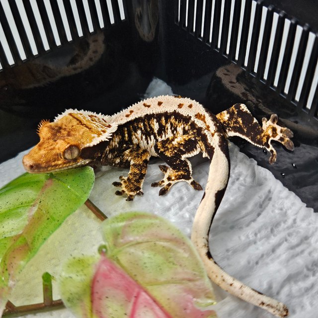 Tangerine Extreme Harlequin White Pin Tri