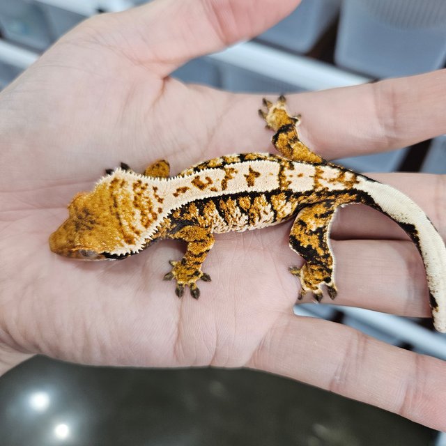 Tri Extreme Harlequin White Pin