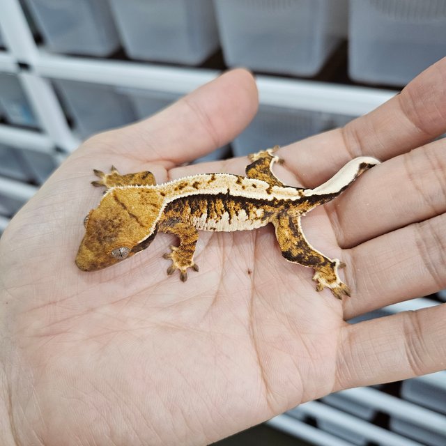 텐저린 트라이 익스트림할리퀸