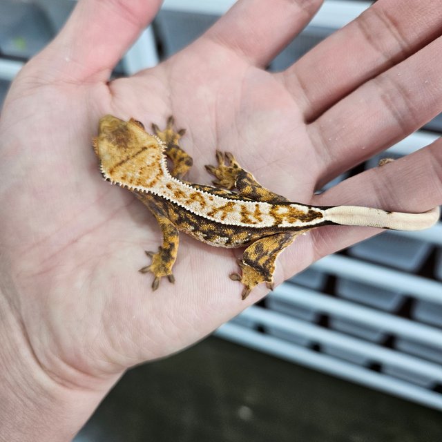 핀스트라이프 트라이 익스트림할리퀸 100%헷아잔틱