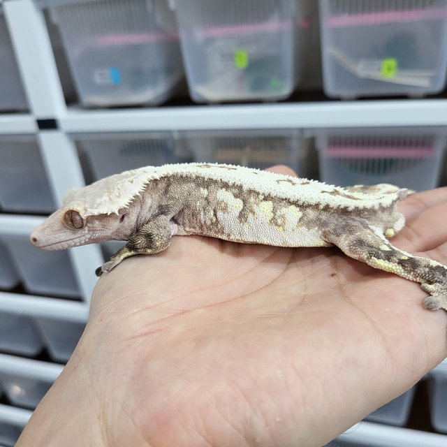 Tri Extreme Harlequin Sable