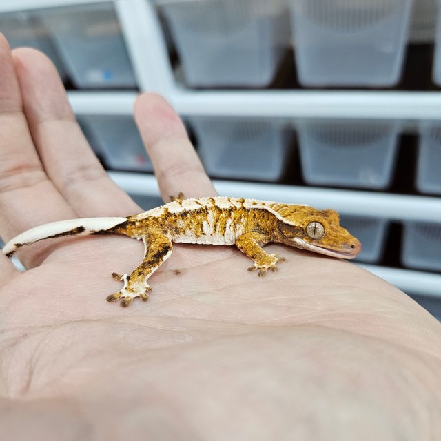 화이트핀 트라이 익스트림할리퀸