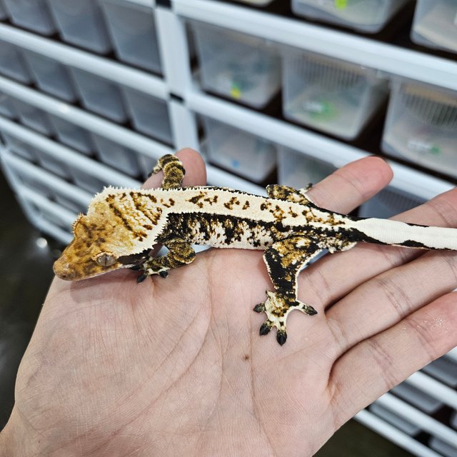 Tri Extreme Harlequin White Crown