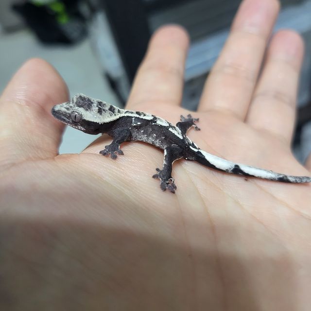 아잔틱