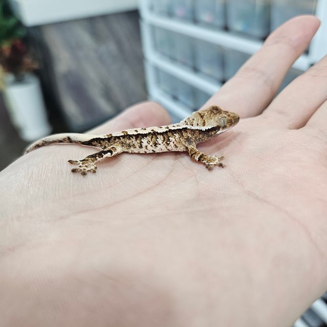 화이트핀 트라이 익스트림할리퀸