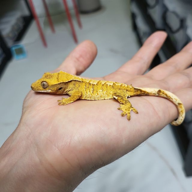 트라이 익스트림할리퀸