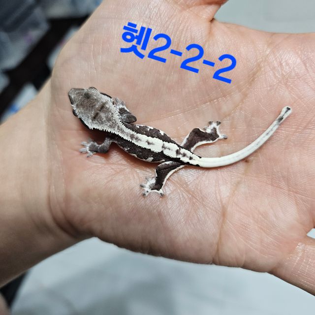릴잔틱