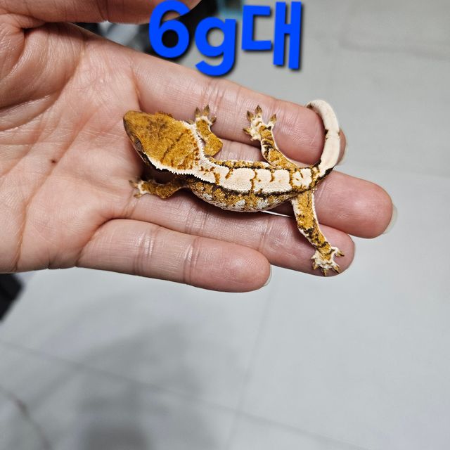 바브 트라이 익스트림할리퀸 드리피