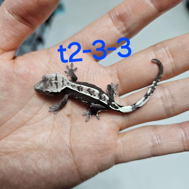 트라이 핀스트라이프 아잔틱