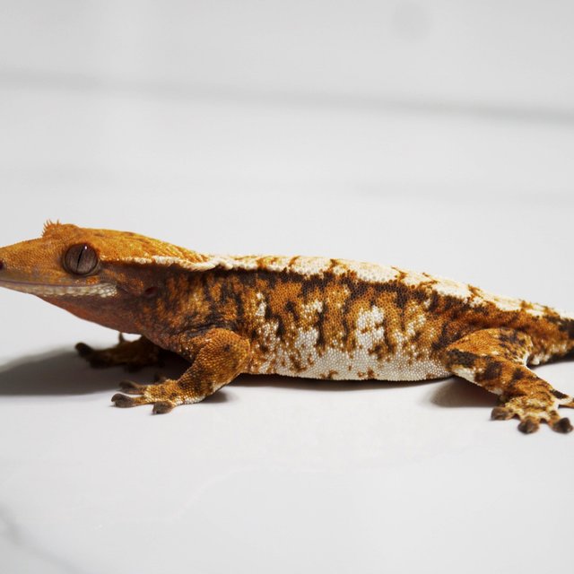 White Crown Tri Extreme Harlequin