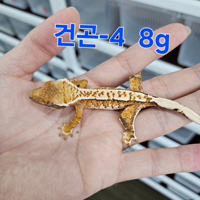 바브 화이트핀 트라이 익스트림할리퀸