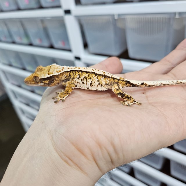 화이트핀 트라이 익스트림할리퀸